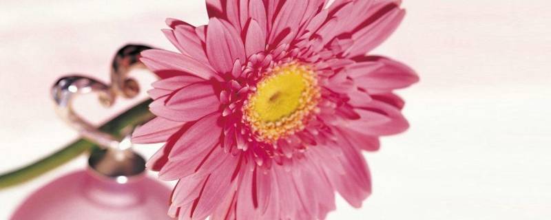 粉色代表什么意义和象征 粉色代表什么意义和象征风水