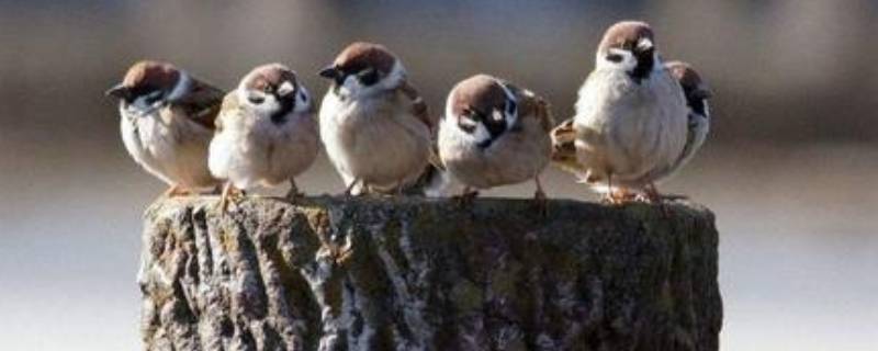 麻雀的寿命（麻雀的寿命最长能活多少年）