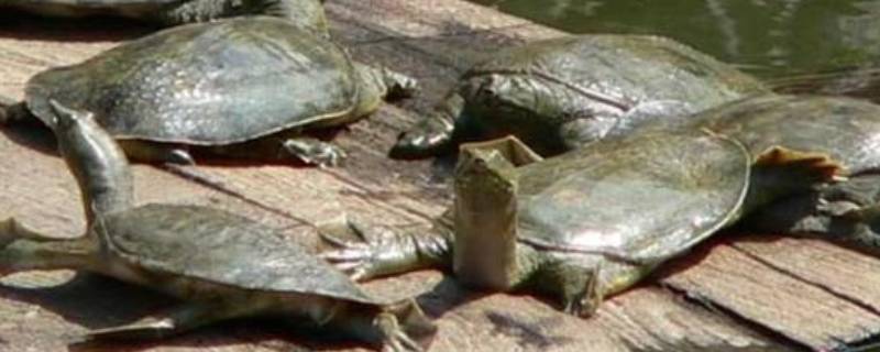 甲鱼冬天在水里会死吗（甲鱼冬天在水里会死吗为什么）