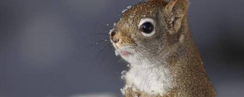 冬天能看到什么小动物（冬天能看到什么小动物呢）