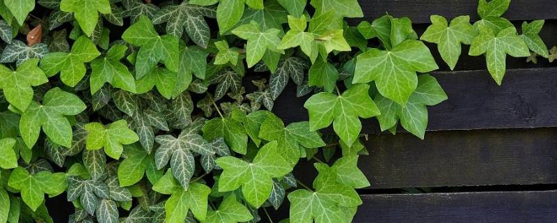 爬山虎的细丝有什么作用 爬山虎的细丝比作什么爬山虎的脚比作什么