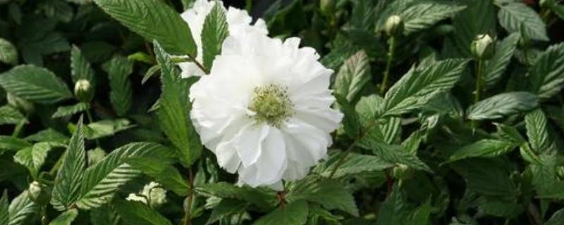 荼靡花的寓意（荼蘼花花语和寓意）