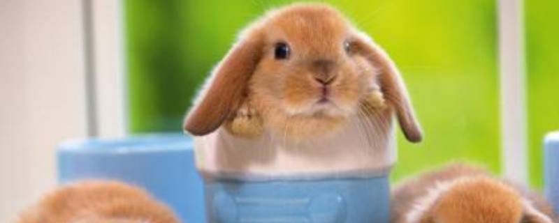 宠物可以上公交车吗 背着宠物可以上公交车吗