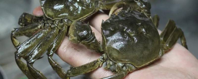 活螃蟹冷冻后还可以吃吗 活螃蟹冻到冰箱里冷冻还可以吃吗