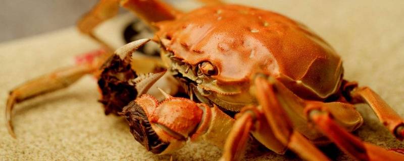 三两的螃蟹要蒸多久（三两的螃蟹要蒸多久才熟）