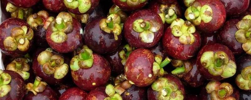 山竹中间的核能吃吗（山竹中间的核可以吃吗）