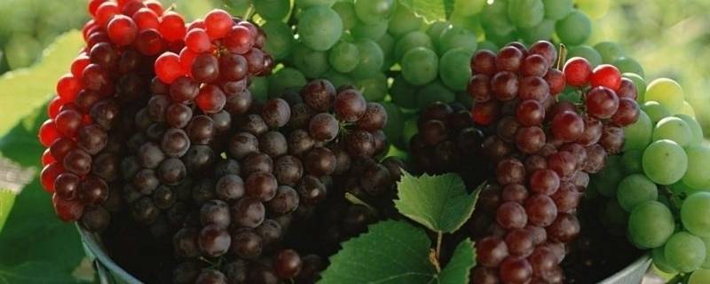 葡萄是酸性还是碱性（葡萄干是酸性还是碱性）