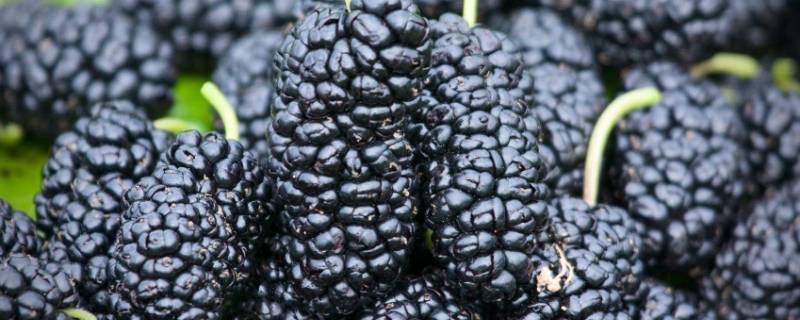 桑葚是碱性还是酸性 桑葚对男人性功能好吗