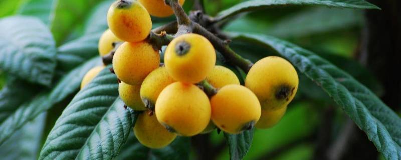 枇杷叶可以泡水喝吗 枇杷叶可以泡水喝吗功效