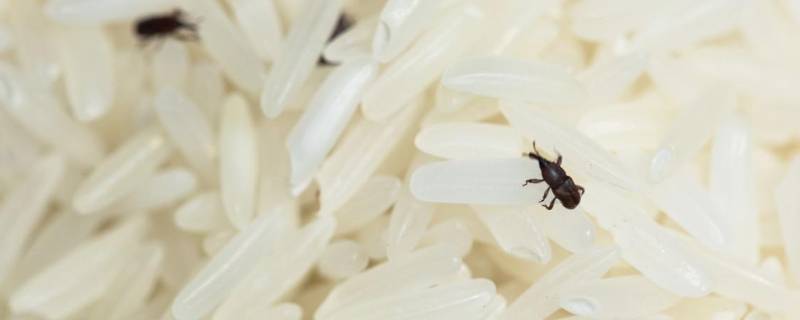 米里面有黑虫怎么办 米里面有黑虫怎么办可以吃吗