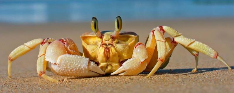 螃蟹冷藏三天还可以吃吗（螃蟹冷藏三天还能吃吗）