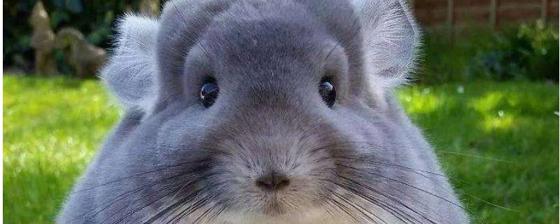 龙猫一般能活多久 龙猫一般能活多久寿命