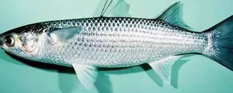 脂鱼又叫什么鱼 脂科鱼什么意思