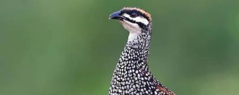 鹧鸪是保护动物吗 鹧鸪是保护动物吗?