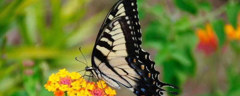 蝴蝶的寓意 人死后出现蝴蝶的寓意