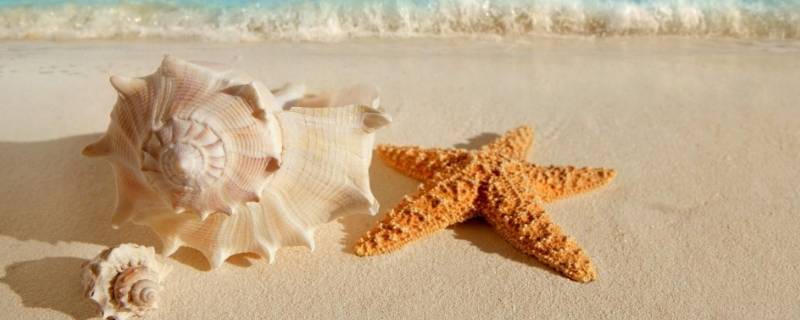 贝壳种类有多少（贝壳种类有多少种）