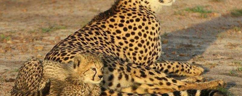 什么动物的叫声和猫很像 什么动物的叫声和猫很像呢