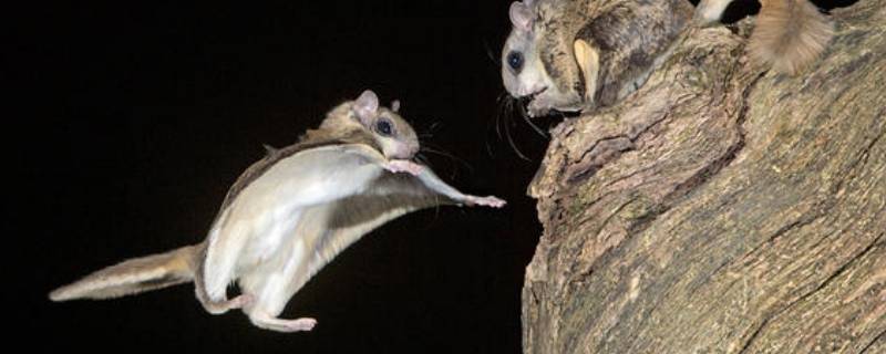 鼯鼠是什么动物（复齿鼯鼠是什么动物）