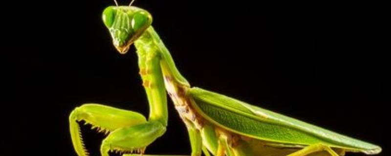 螳螂能活多久（大刀螳螂能活多久）