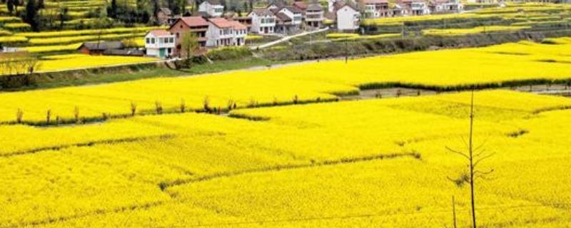 汉中平原面积有多大（汉中平原和关中平原）