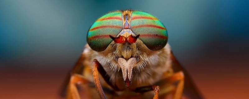 果蝇吃什么 果蝇吃什么食物