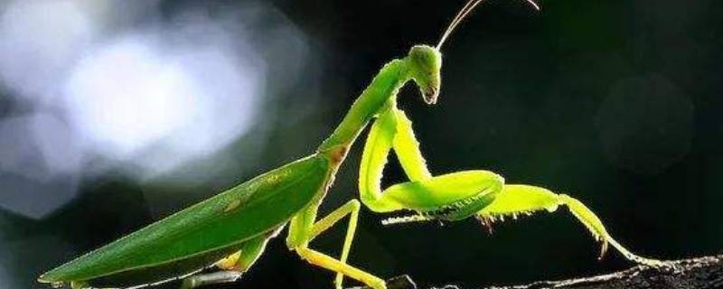螳螂吃什么菜（螳螂吃什么菜叶）