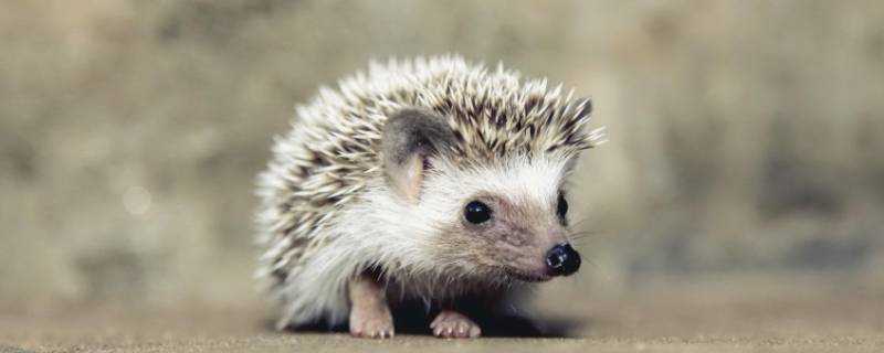 小刺猬的生活习性 小刺猬的生活方式