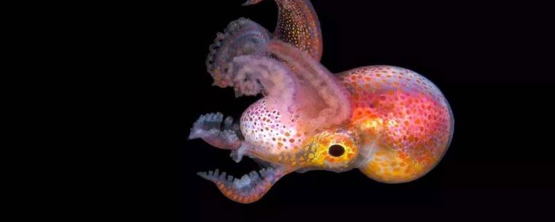章鱼有几只触手（海中章鱼有几只触手）