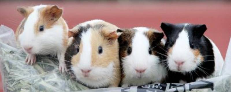 豚鼠是胎生还是卵生（豚鼠是胎生还是卵生的）