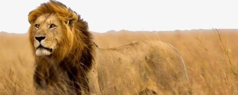 狮子什么科什么属（狮子什么科什么属动物）