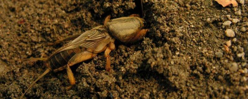 蝼蛄是昆虫吗（蝼蛄是昆虫吗?正确答案）