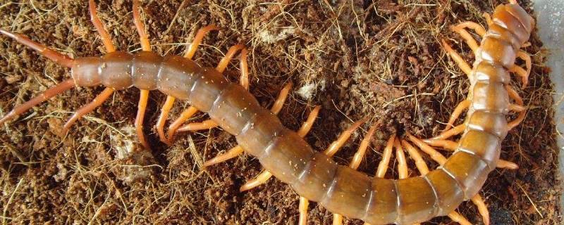 蜈蚣喜欢在什么环境下出来活动（蜈蚣喜欢在哪里）