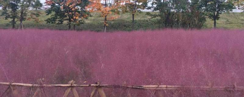 汉中网红芦苇丛在哪个位置 汉中芦苇在哪里