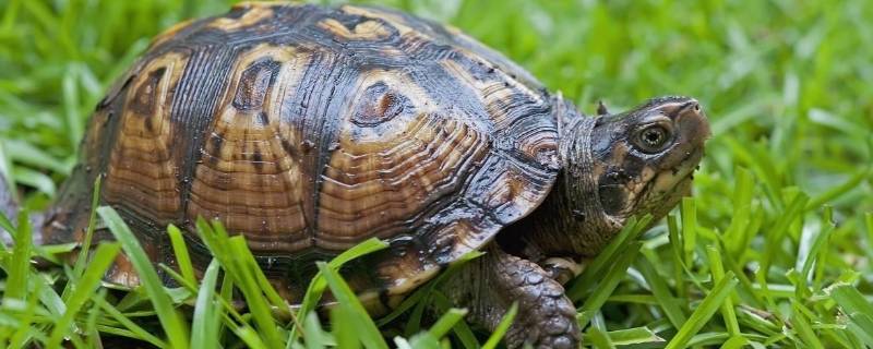 乌龟可以带上火车吗 12306宠物托运价格表