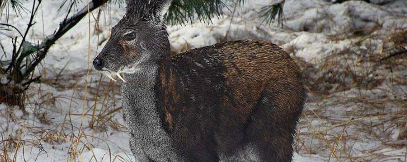 麝香取了之后麝会死吗 麝香取了还会长吗