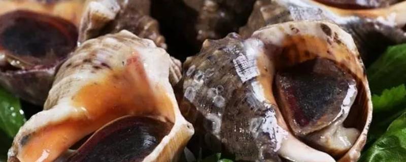 海螺的黄可以吃吗 海螺的黄能吃吗?