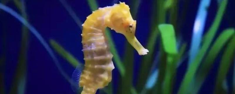 海马是爸爸生的吗 海马是爸爸生的吗?论文