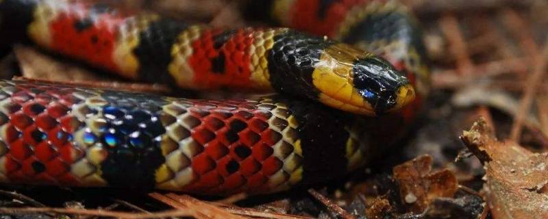 银环蛇有毒吗（银环蛇有毒吗长什么样）