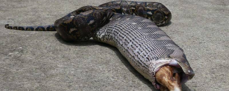 蟒蛇是几级保护动物 眼镜蛇是几级保护动物