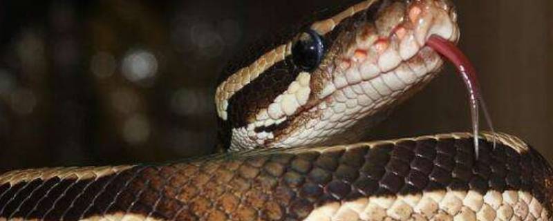 什么动物的尾巴粗（什么动物的尾巴粗?）