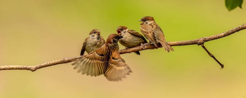 麻雀能活多久（麻雀能活多久的寿命呢）