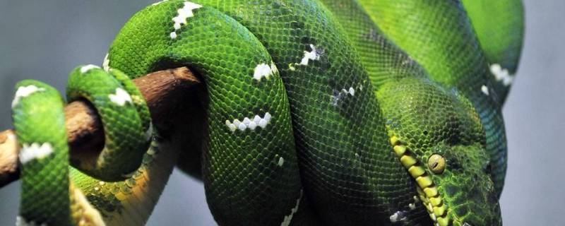 什么动物的尾巴最粗 什么动物的尾巴最粗长