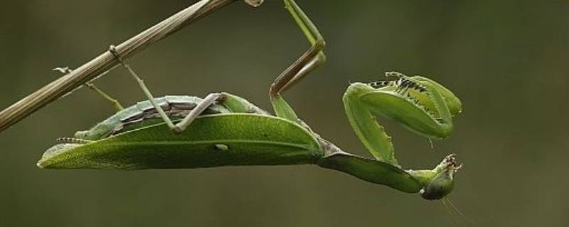 螳螂除了吃虫子还吃什么食物（螳螂饿几天才会死）