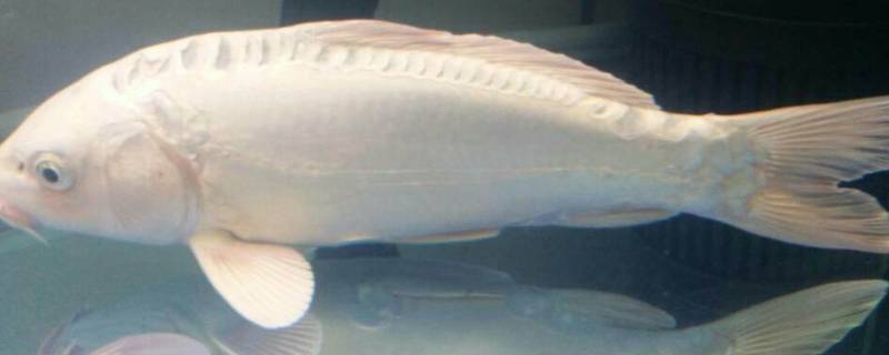 鱼鳍可以分为哪几种（鱼鳍可以分为哪几种类型）