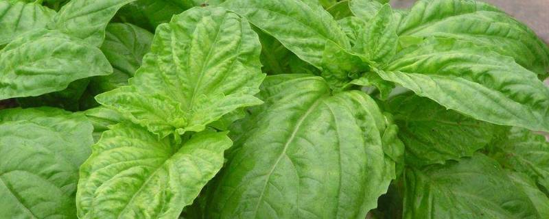 罗勒叶在中国叫什么 泰国的罗勒叶在中国叫什么