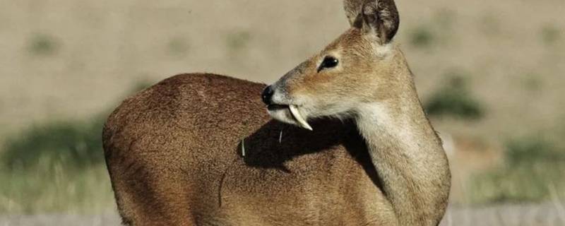 麝香在麝鹿哪个部位（麝香在麝鹿哪个部位阴囊还是香囊）