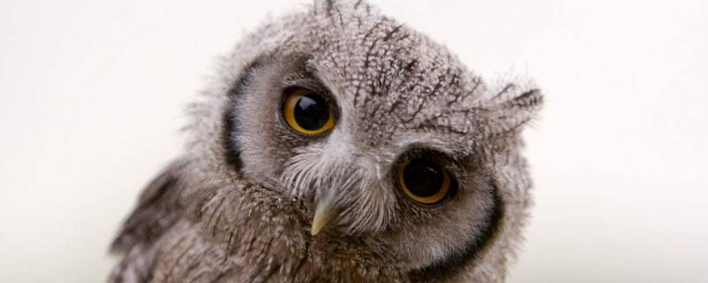 猫头鹰可以养吗（猫头鹰可以养吗犯法吗）