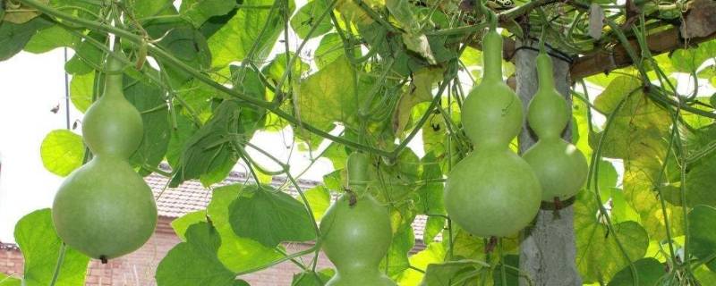 为什么叶子上有虫子,葫芦就落了 为什么叶子上有虫子,葫芦就落了二年级课文