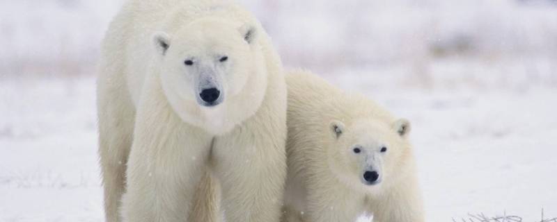 熊冬天会冬眠吗（熊冬天会冬眠吗胸肯定会冬眠啊）