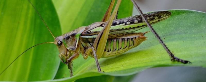 蚂蚱是昆虫吗（蚂蚱是昆虫吗?正确答案）